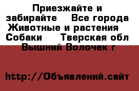 Приезжайте и забирайте. - Все города Животные и растения » Собаки   . Тверская обл.,Вышний Волочек г.